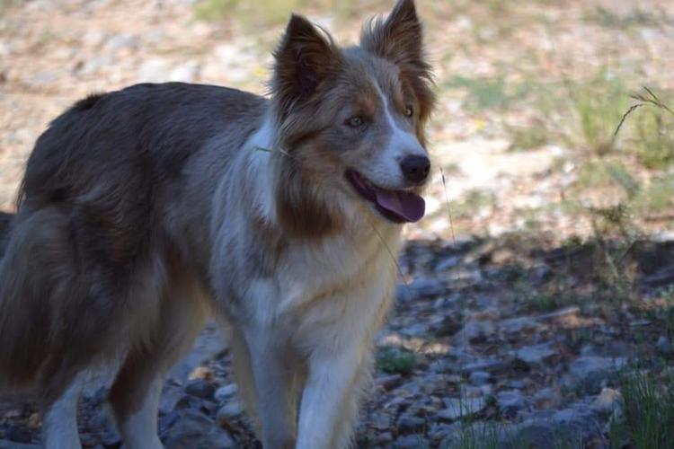 Compra de macho de border collie color sable negro border collie 5 