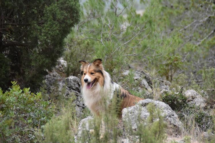 Compra de macho de border collie color sable negro border collie 2 