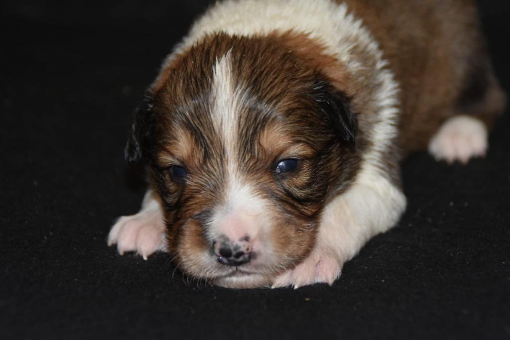 Compra de macho de border collie color sable negro border collie 2 