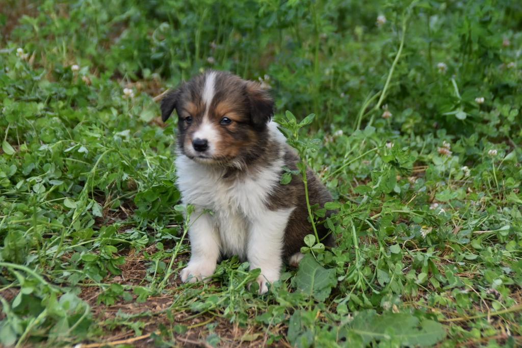 Compra de macho de border collie color sable negro border collie 0 