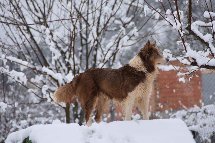 Compra de macho de border collie color sable negro border collie 6 