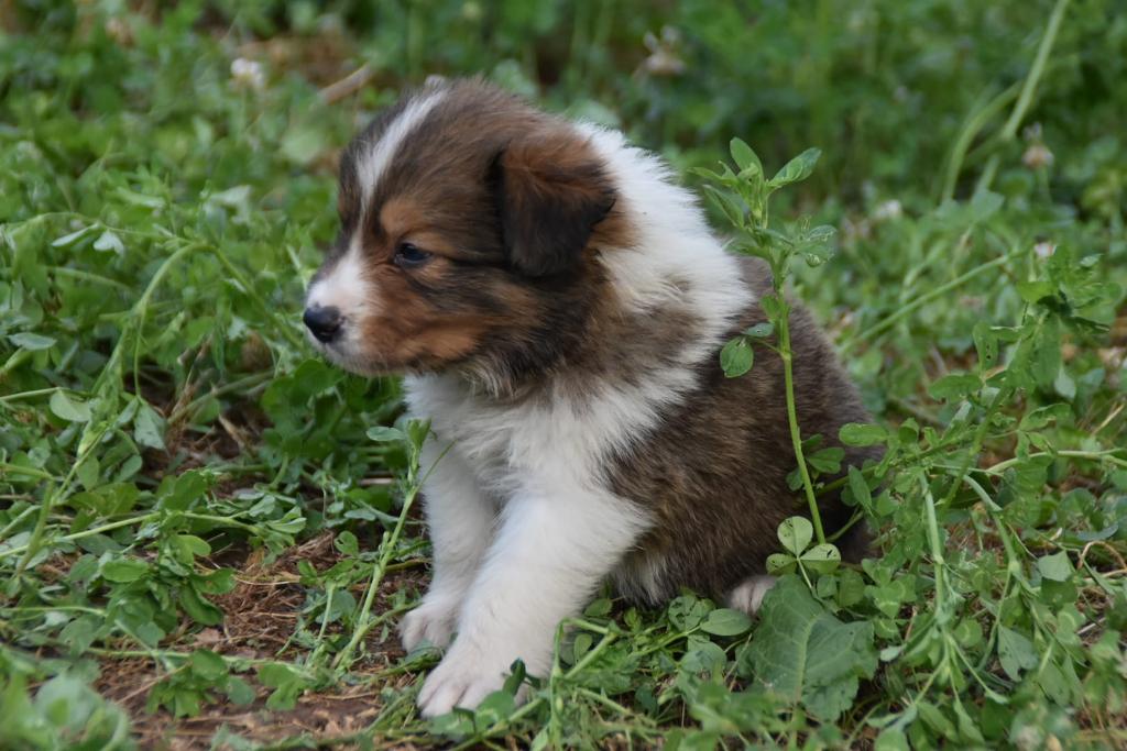 Compra de macho de border collie color sable negro border collie 1 