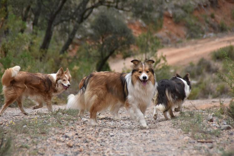 Compra de macho de border collie color sable negro border collie 1 