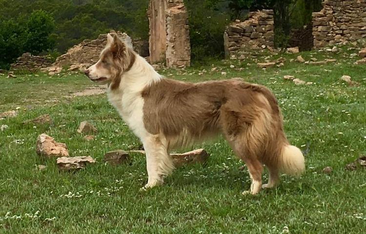 Compra de macho de border collie color sable negro border collie 4 