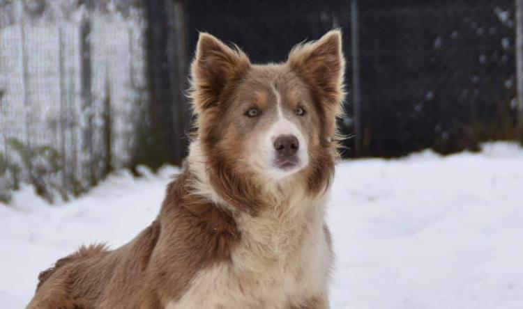 Compra de macho de border collie color sable negro border collie 7 