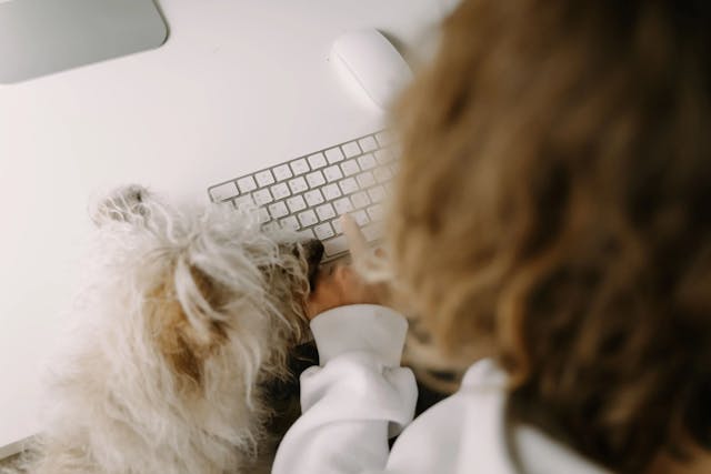 Perro en el ordenador viendo como registrarse en OMD